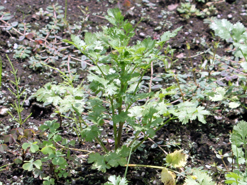 コリアンダー Coriandrum Sativum L かぎけん花図鑑