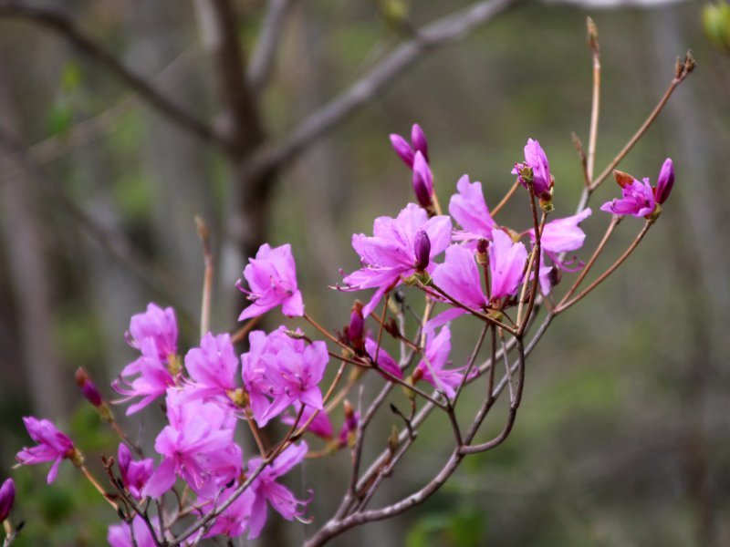 Rhododendron dilatatum