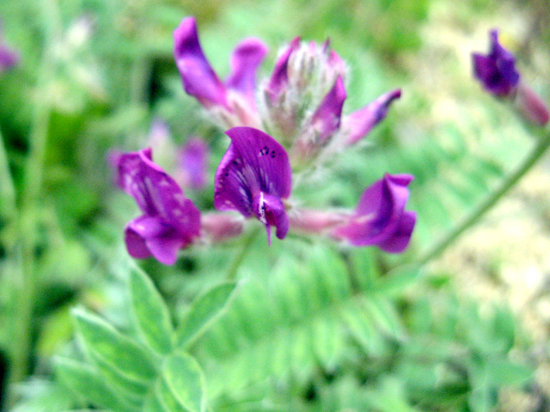 Oxytropis megalantha