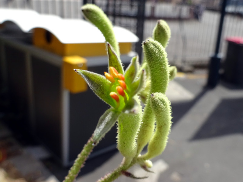 Kangaroo paw