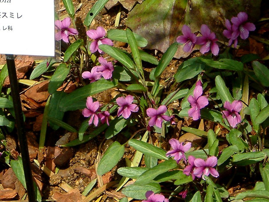 Viola mandsurica ebicha