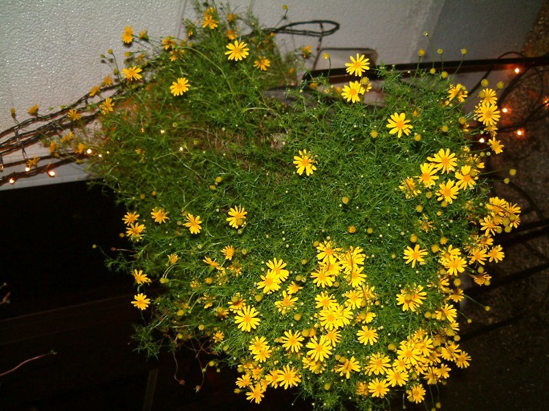 ダールベルグデージー Thymophylla Tenuiloba かぎけん花図鑑