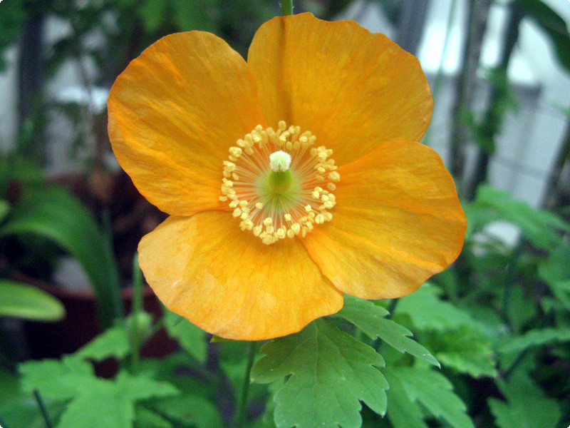 Papaver cambricum