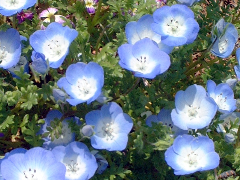 ネモフィラ インシグニスブルー Nemophila Menziesii Subsp Insignis かぎけん花図鑑