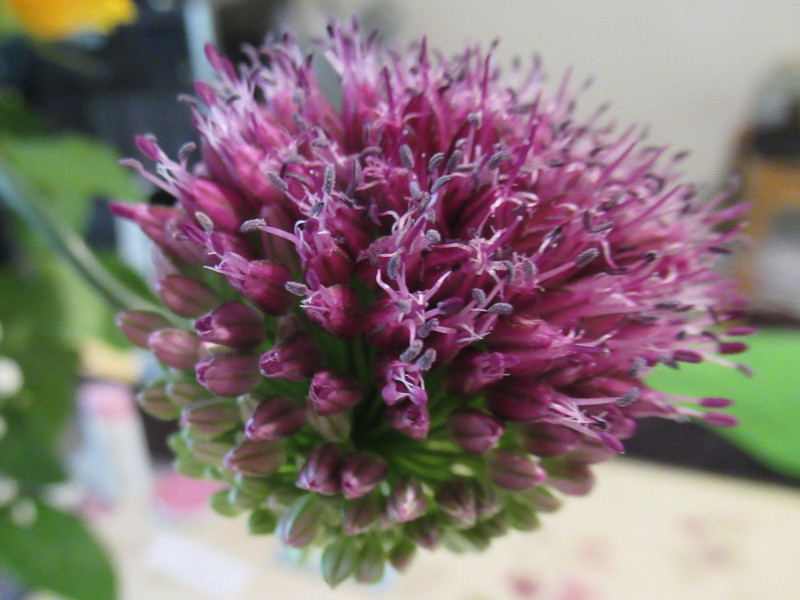 Allium Giganteum