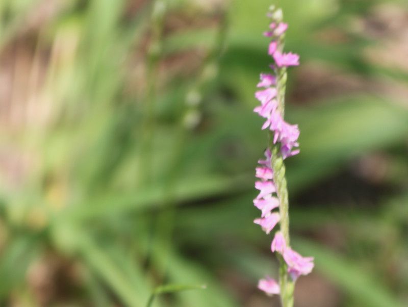 Spiranthes sinensis 