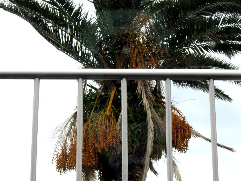 フェニックス Phoenix Canariensis かぎけん花図鑑