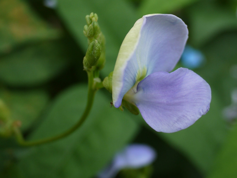 Winged bean