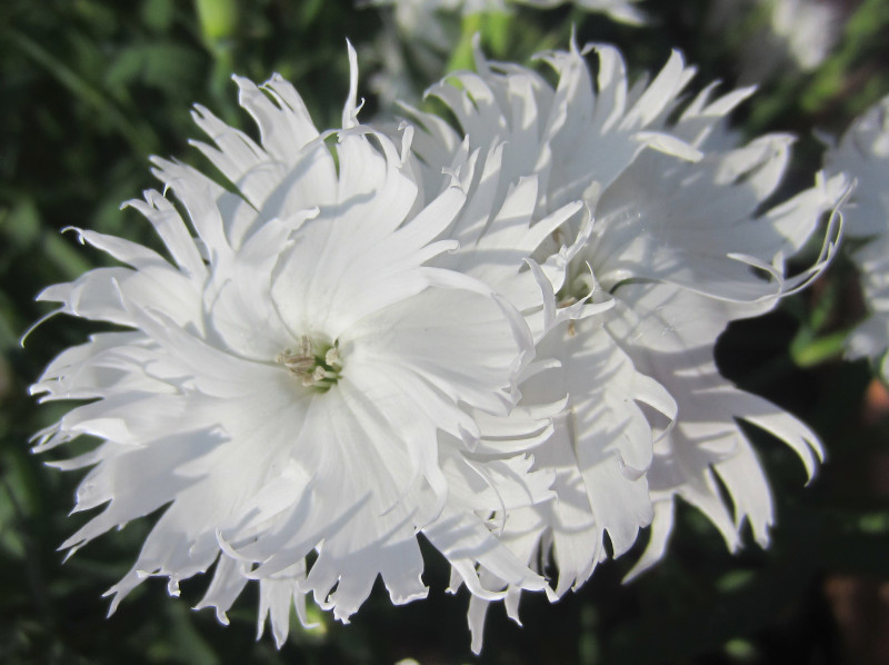 September 2021 White-colored flowers