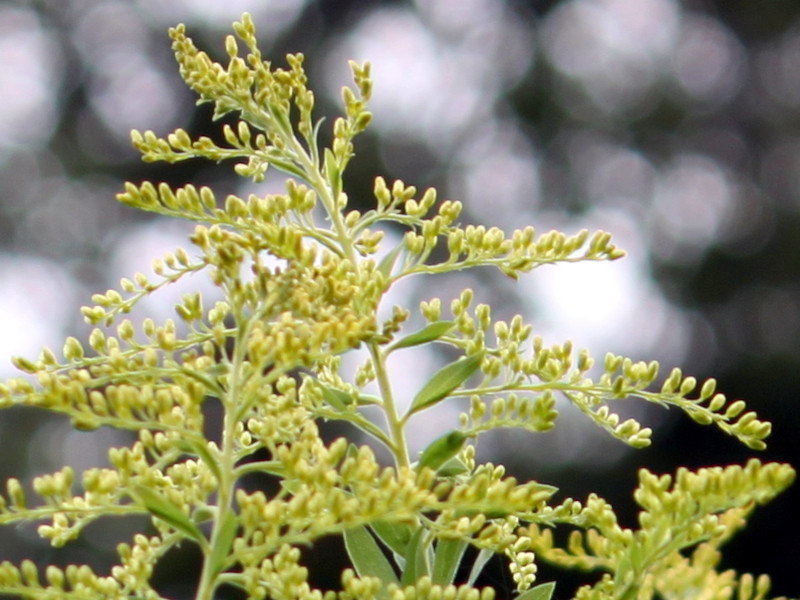 Canada goldenrod