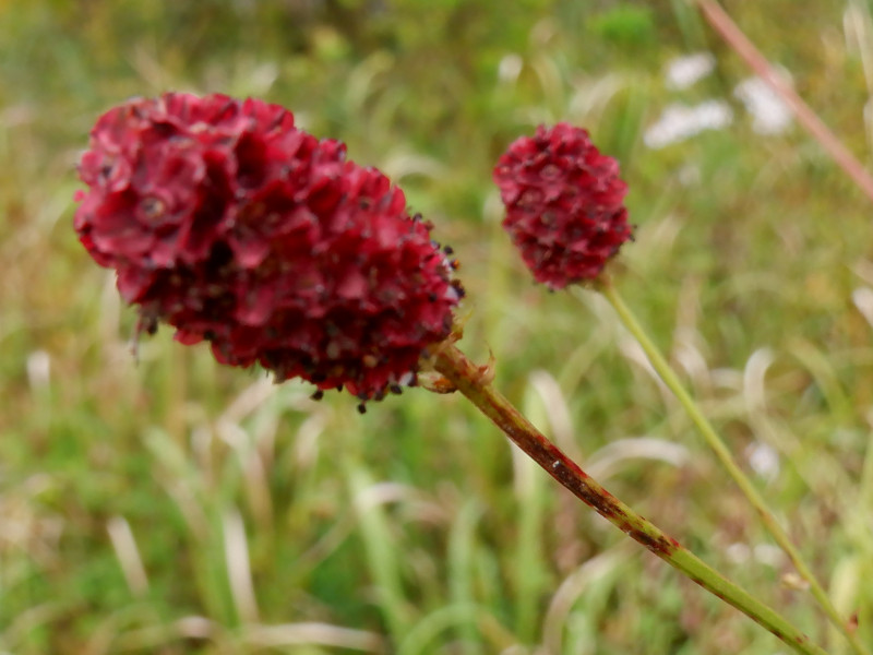 Sanguisorba officinalis