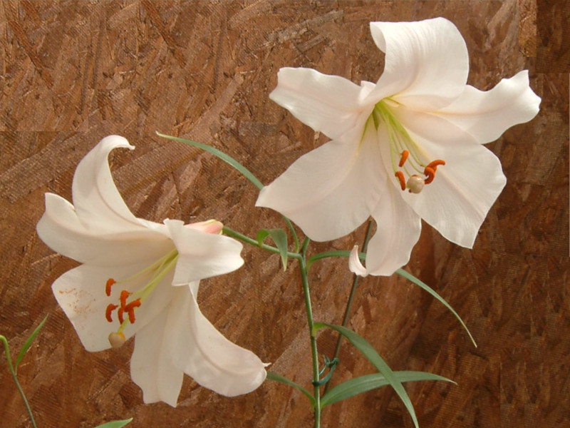 Lilium japonicum