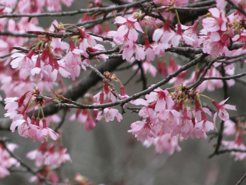 Okame-zakura