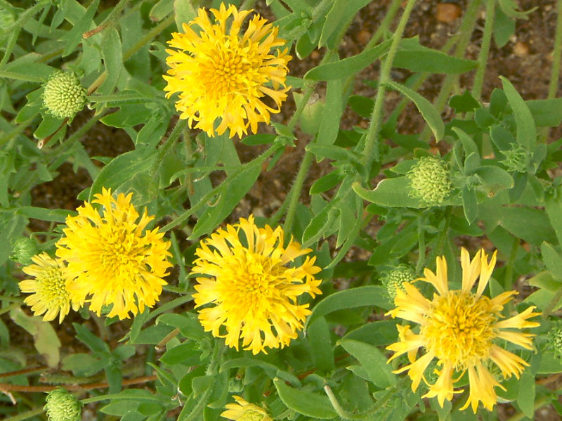 Gaillardia pulchella