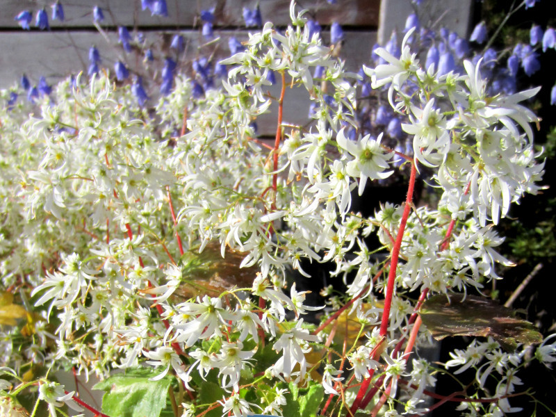 大文字草 Saxifraga Fortunei 科技研花图画书