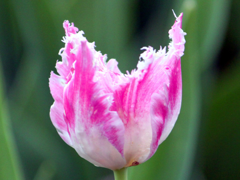 チューリップ Tulipa L かぎけん花図鑑