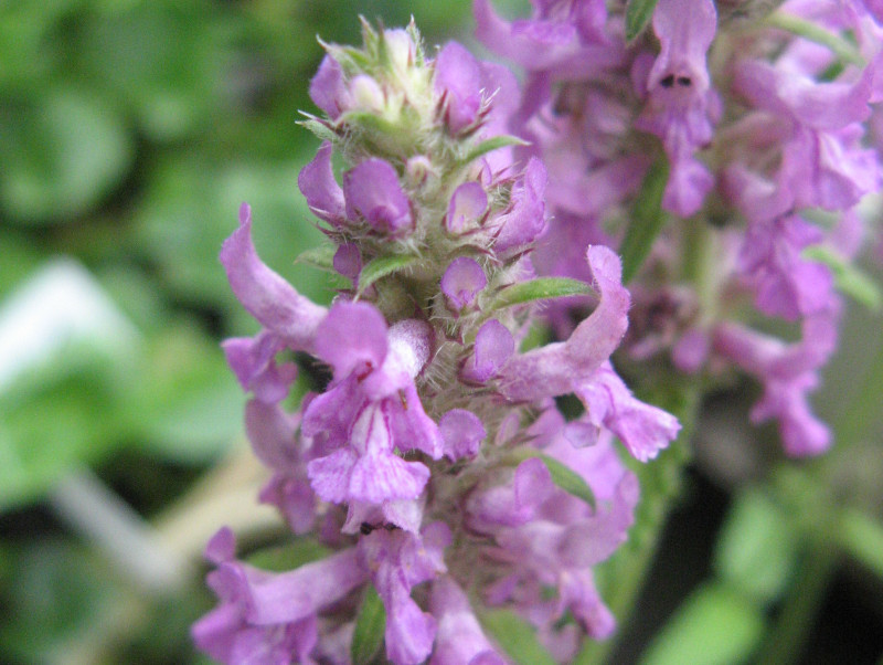 カッコウチョロギ Betonica Officinalis かぎけん花図鑑