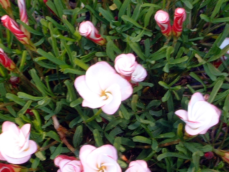 オキザリス バーシカラー Oxalis Versicolor かぎけん花図鑑