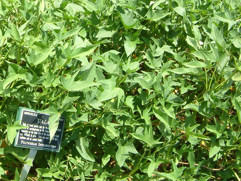 Ipomoea batatas