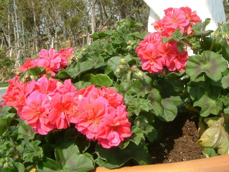 アイビーゼラニウム Pelargonium Peltatum Hybrids かぎけん花図鑑