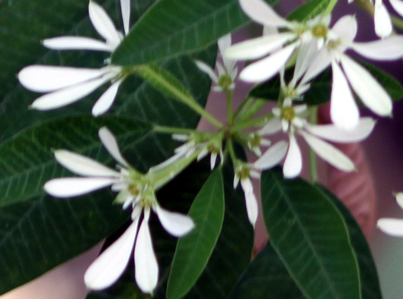 Snowflake euphorbia