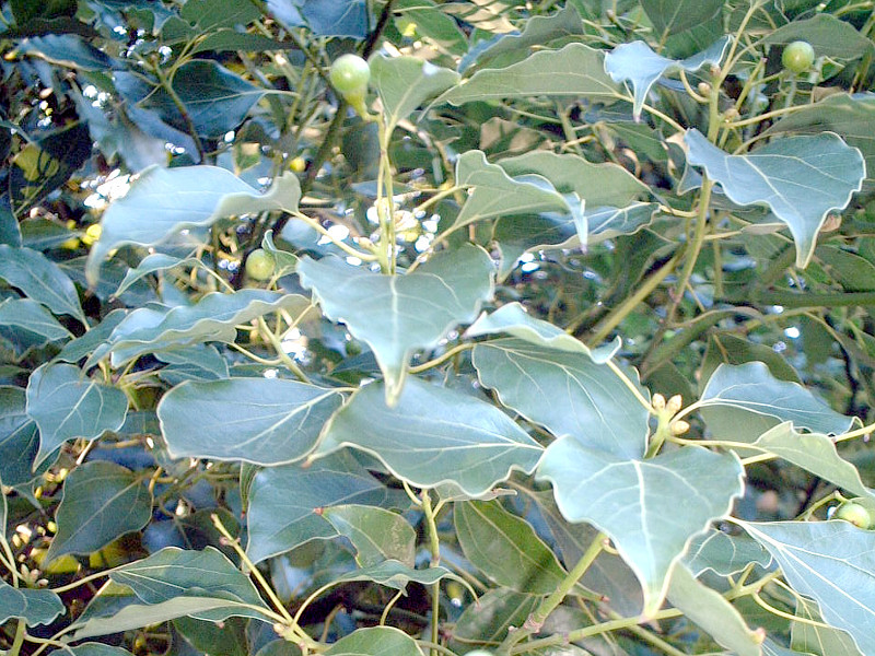 Camphor tree