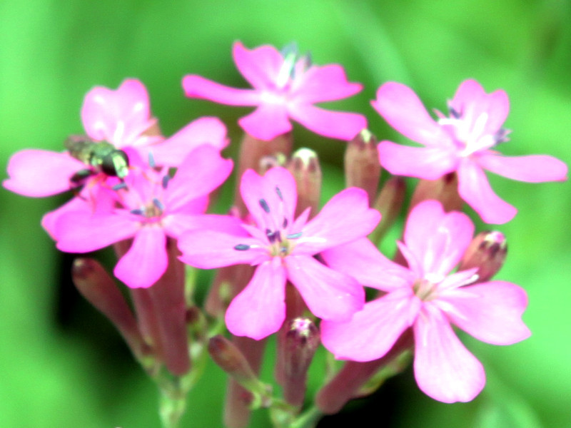 ムシトリナデシコ Silene Armeria かぎけん花図鑑