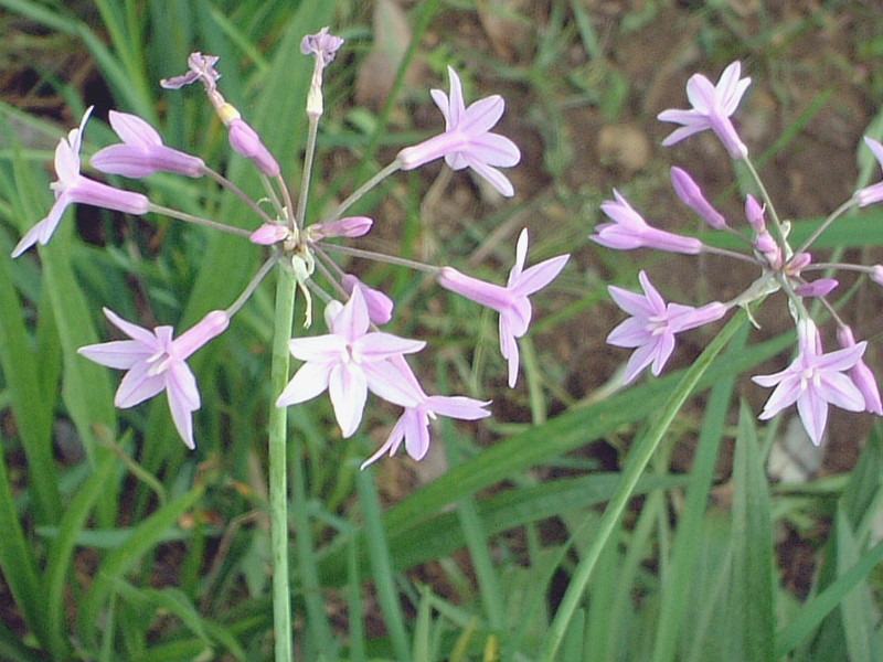 Tulbiaghia violacea