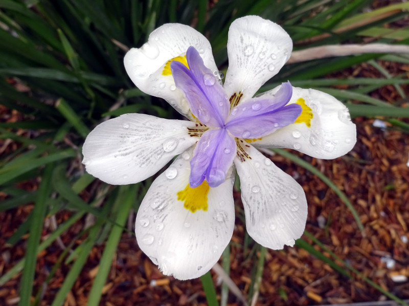 アフリカアイリス Dietes Iridioides かぎけん花図鑑