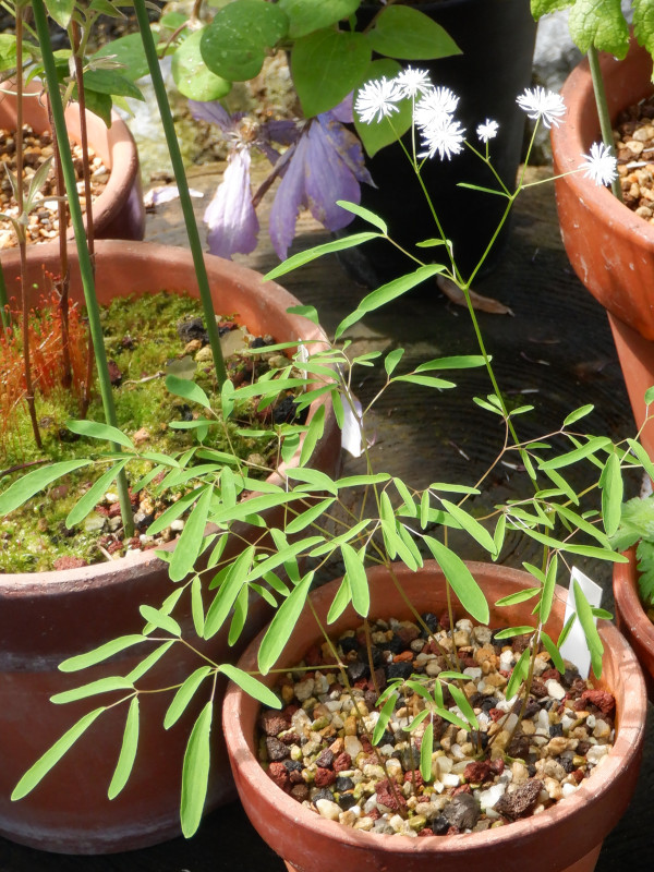 Thalictrum integrilobum