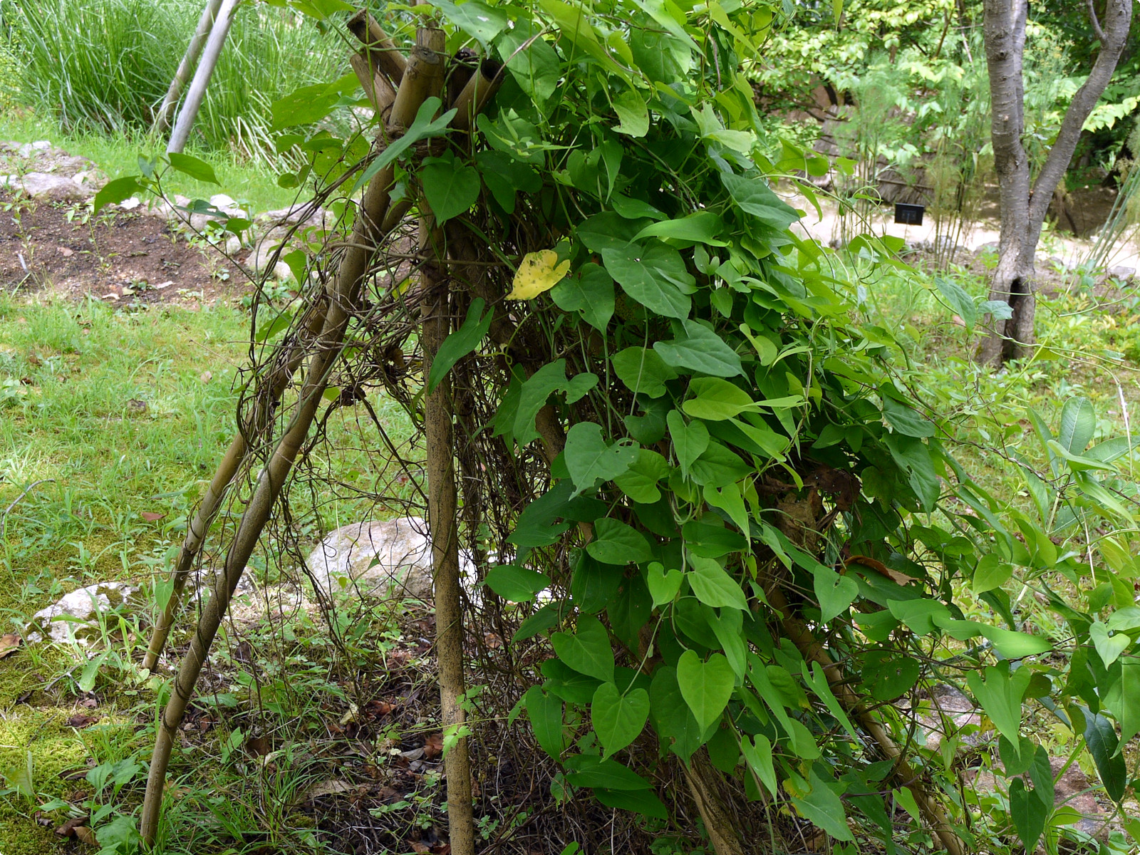 Reynoutria multiflora