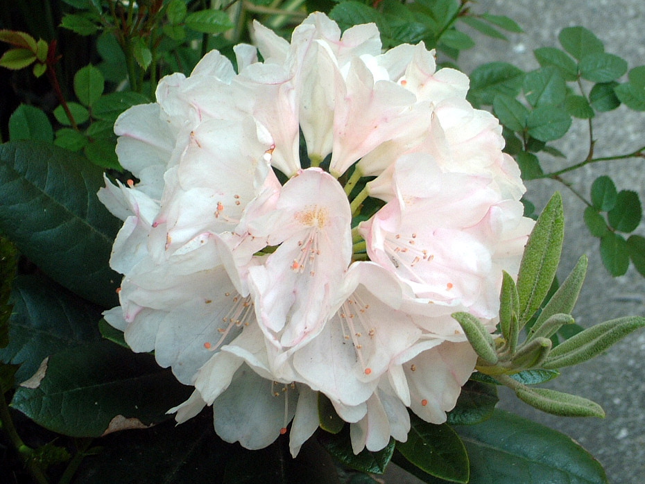 Rhododendron