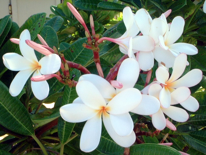 Plumeria