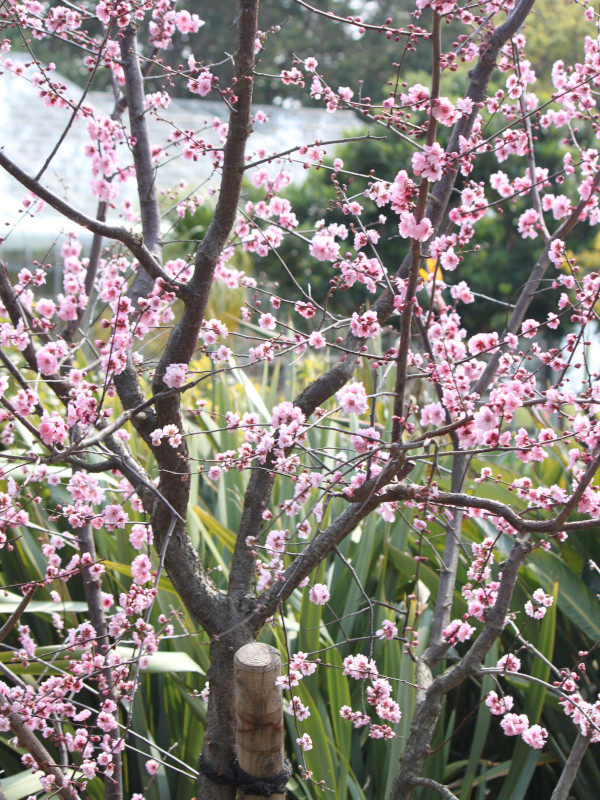 Prunus blirean 