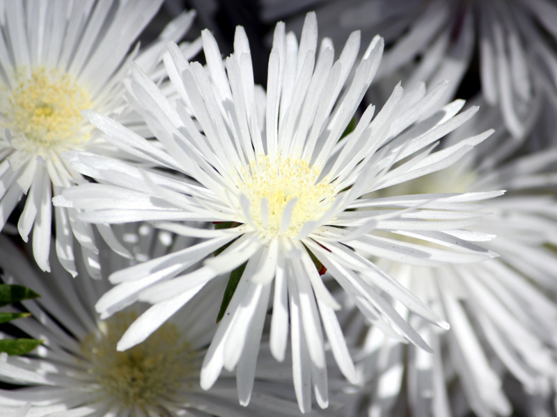 マツバギク Lampranthus Spectabilis かぎけん花図鑑