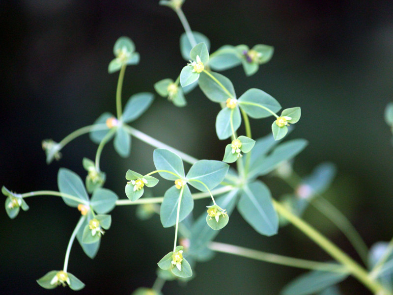 Euphorbia pekinensis