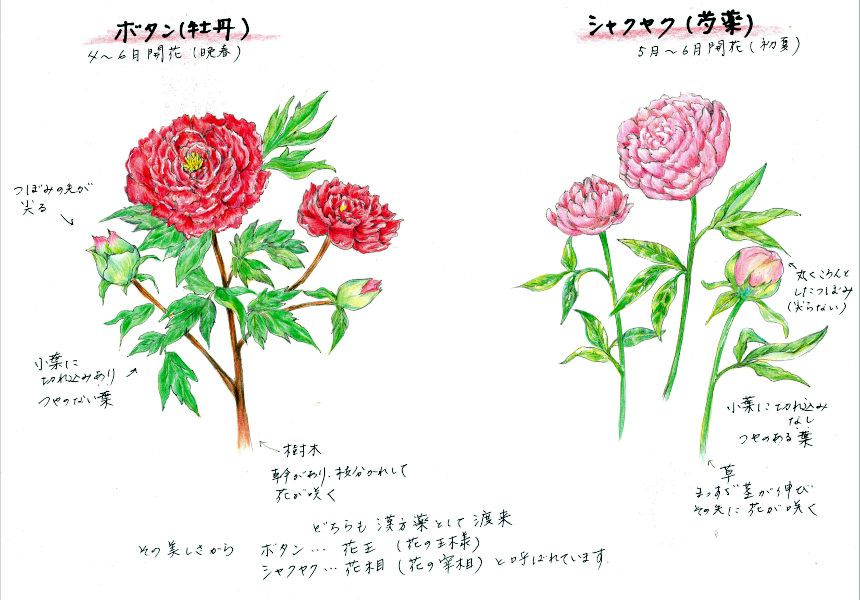 シャクヤク Paeonia Lactiflora かぎけん花図鑑