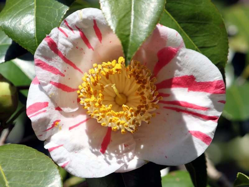 山茶花牵牛花 Camellia Japonica Cv Asagao 科技研花图画书