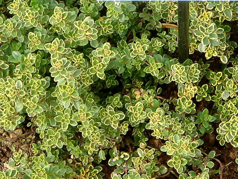 lemon thyme plant