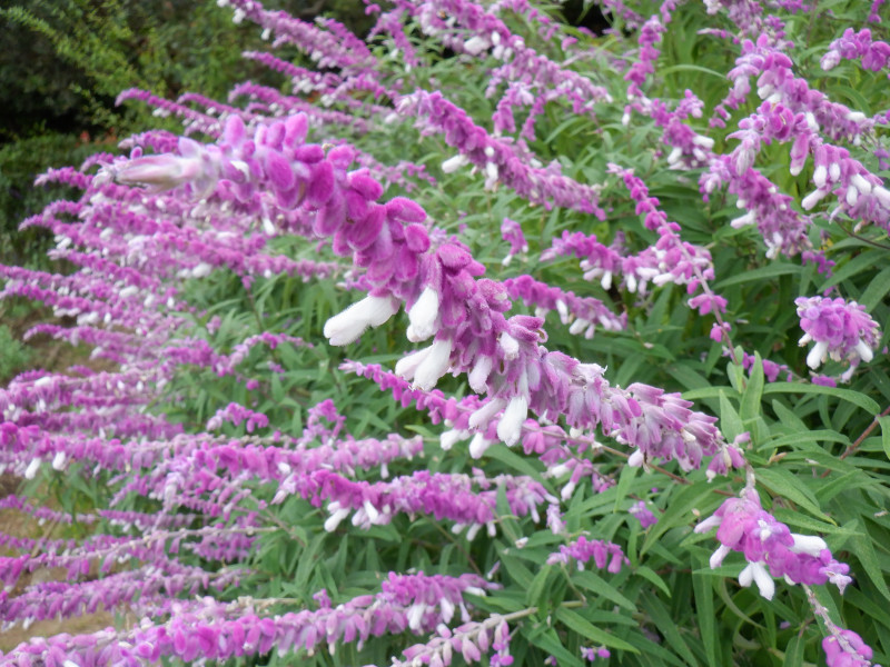 Salvia leucantha