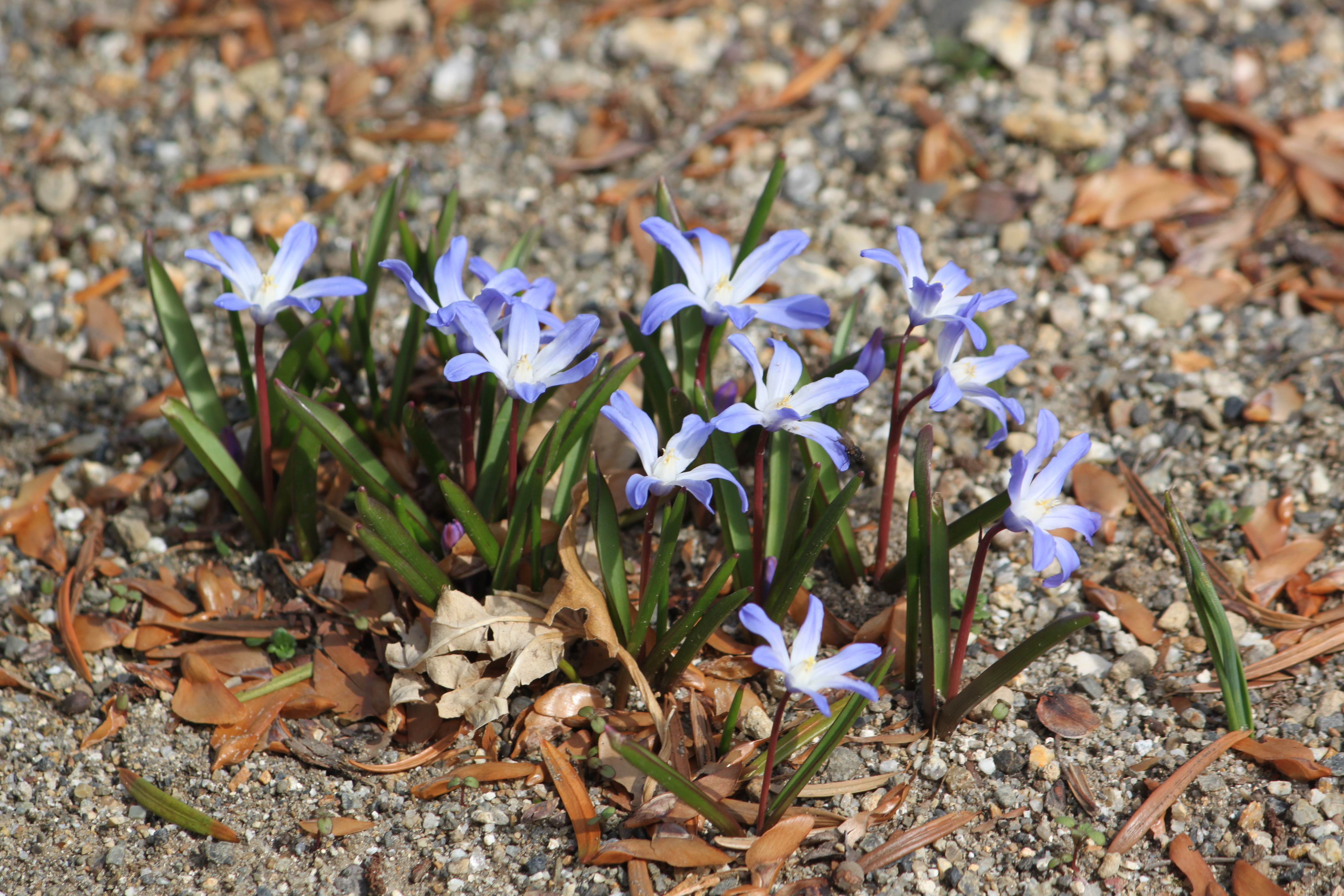 チオノドクサ Chionodoxa かぎけん花図鑑