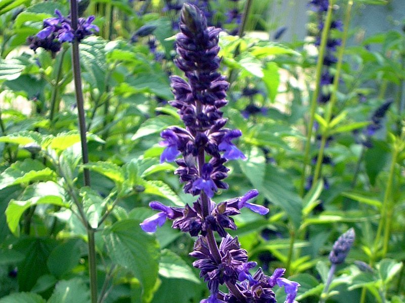 ラベンダーセージ Salvia Farinacea Indigo Spires かぎけん花図鑑