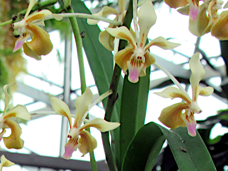 Vanda lamellata 'Remediosae'