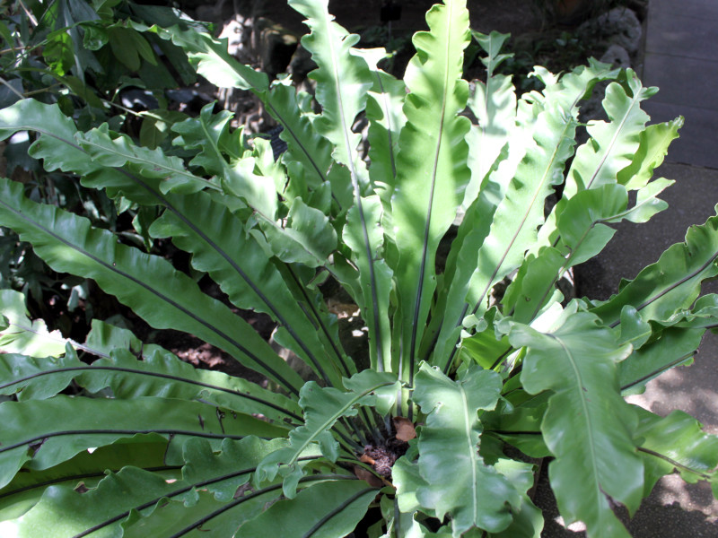 Asplenium nidus