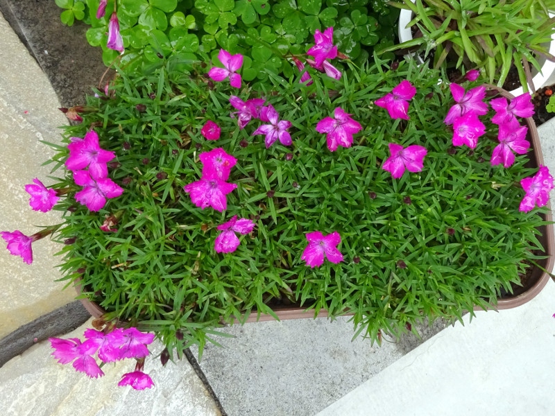 なでしこ 花はな Dianthus Barbaltus Hana Hana かぎけん花図鑑