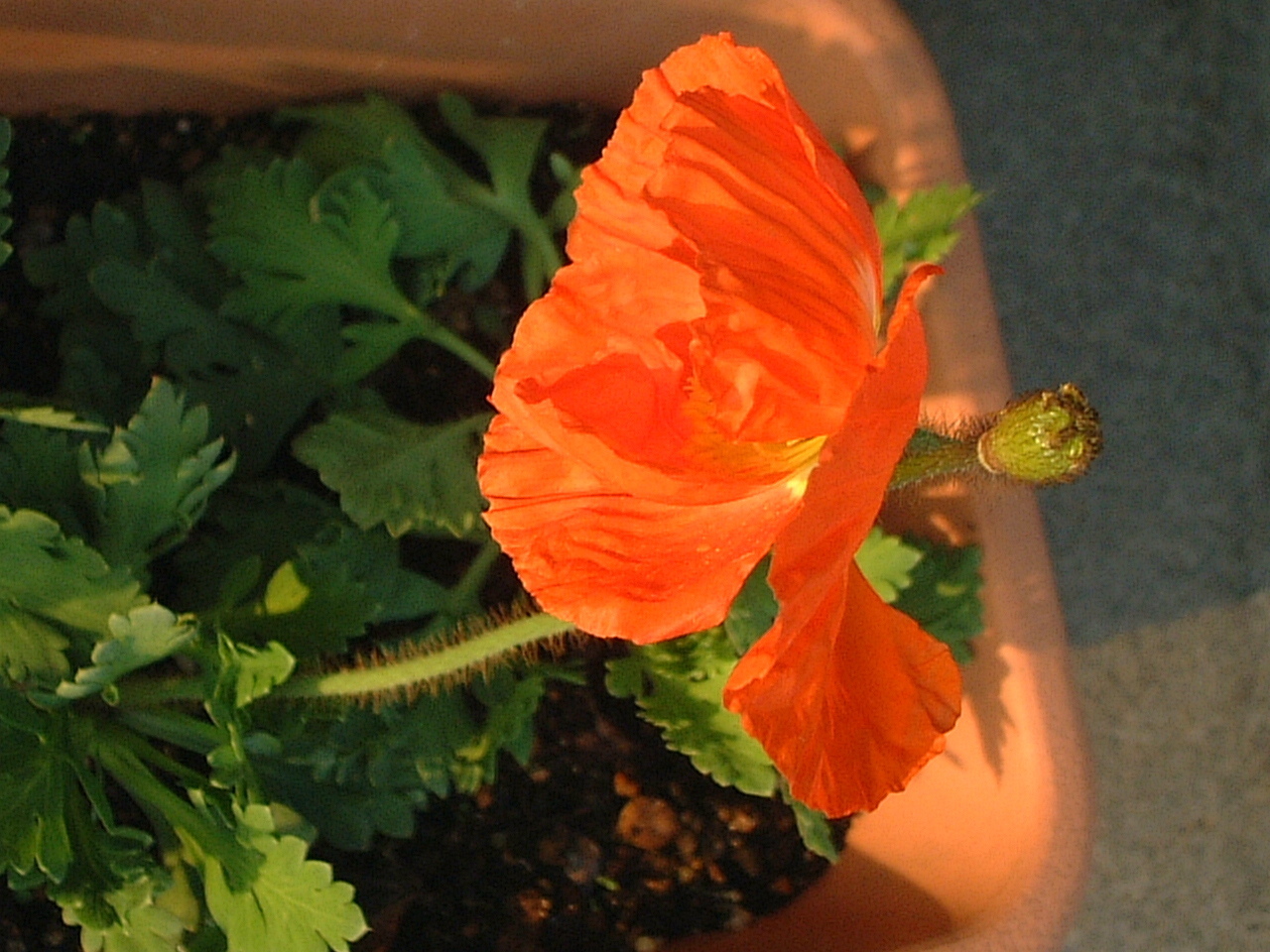 アイスランドポピー Papaver Nudicaule かぎけん花図鑑