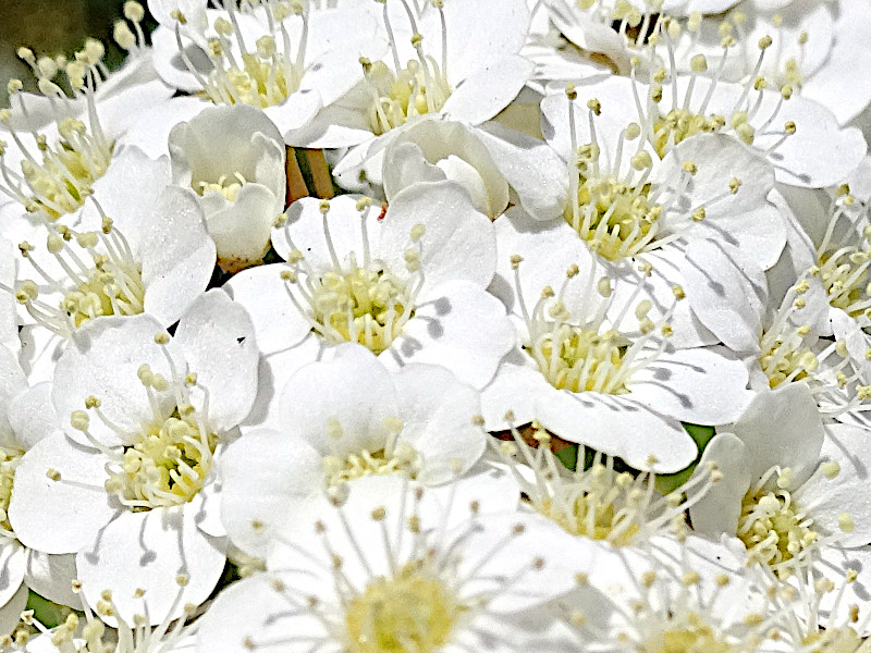 Reeve's spiraea