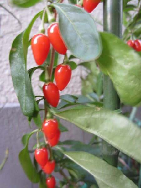 Goji berry