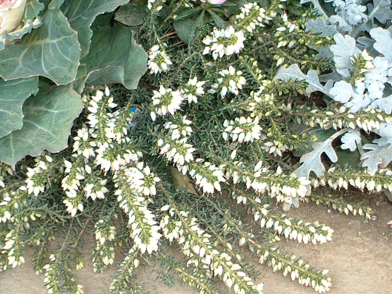 Erica darleyensis