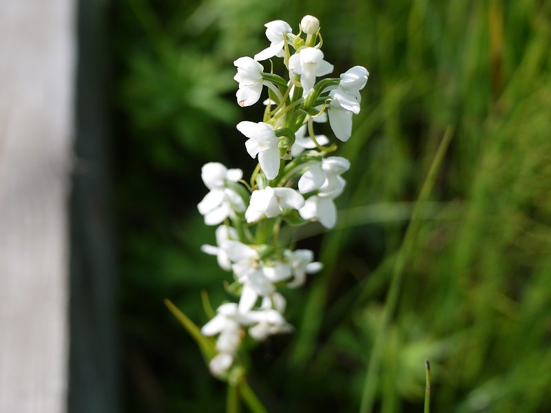 Platanthera hologlottis